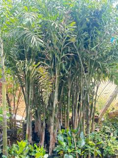 Bamboo - 3