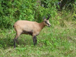 Chalet au Mercantour - 8