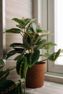 New 3BR Home with Private Yard and Game Room and Parking - 3