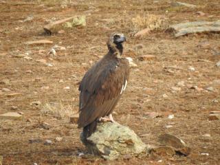 Casa Rural Monfragüe - 7