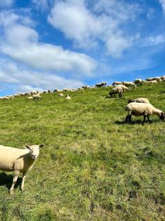 Schöne Wohnung direkt am Elbdeich - 6