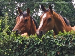 L'Ecurie gîte du Domaine du Lesnen - 8