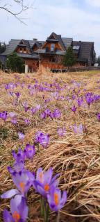 Domek Kojsówka - Witów - 9