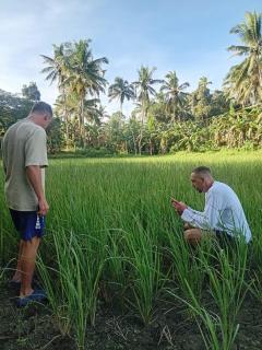 Sobral Rice Terraces View - 9