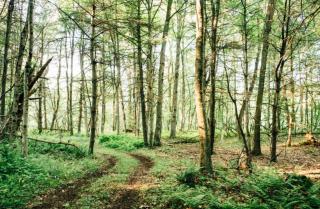 Secluded in the Woods Cedar Hot Tub Pet Friendly - 4