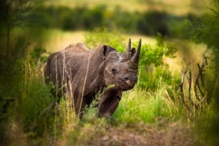 Greenway Nature Tours Africa - 2
