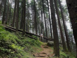 Smarthill Deodar Echoes - 4