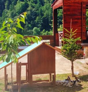 Doi Iepuri - 4