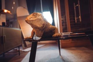 Spa-Sauna-Ciel de pluie tropicale-Champagne Nuit Romantique - Escapade Mâconnaise - 7