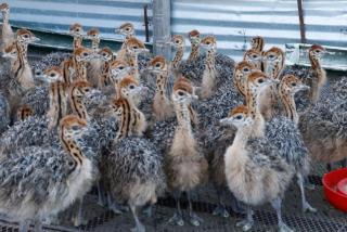 Vredelus Farm Stay Family Cottage - 6