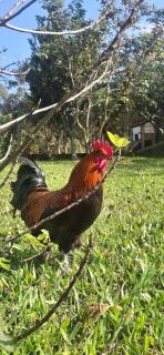 Sítio em meio a natureza, perfeito para relaxar - 1