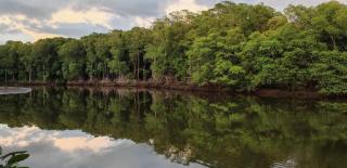 Ecos del manglar - 5