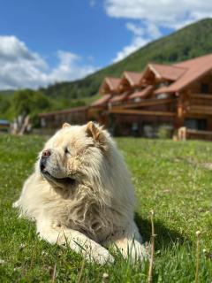 Chalet in Muntii Vrancei - 5