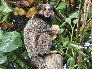 Moradas do Campeche - Pé na areia! - 5