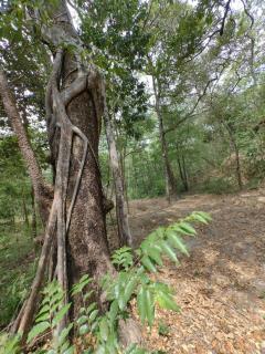 Parque Indigo Nature Lodge - 9