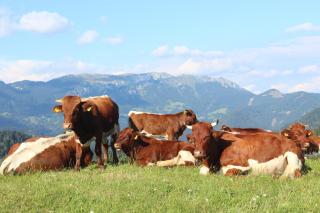 Apartments Peternelj - Cerkno (Circhina) - 2