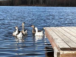 Family Adventure Cabin With Lake View, Barn Animals, canoe Rentals and Trails in Houston, Alaska - 8
