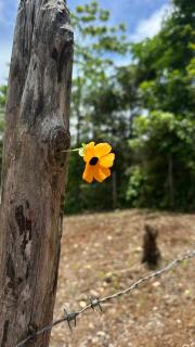 Chale Mundo Feliz - 0