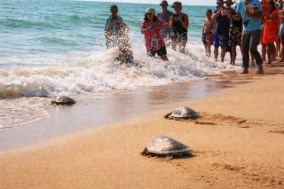 1 BR Apt near Phuket Airport and Beach - MBC 1505 - 8