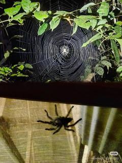 Tambopata Haven lodge - 7