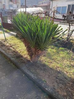 Apartman Zorka V - 3