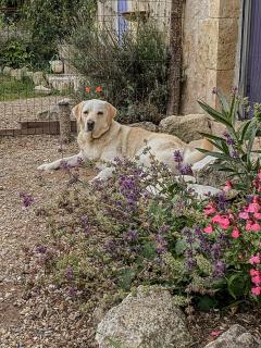 La Fermette Henriette 3 sterren - 5