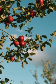 Georgian Country Cottage nr Babington House - 1