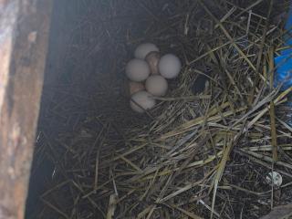 Taku Villa Wonderful view of Lake Ohrid - 9