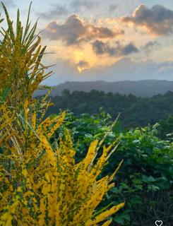 The Cedars Estate Private Luxury Farmhouse Villa with Pool&Mountain &Ocean Views near Ocho Rios - 4