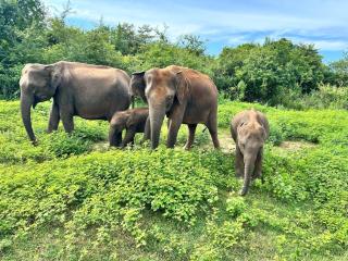 Elephant Cabana Udawalawe - 1