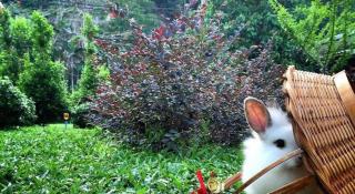 V Valley Resort - Satun - 8