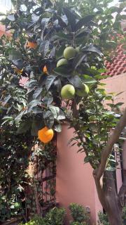 Home Garden, appartamento con giardino privato - 9