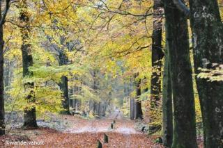 Wooden chalet on the Veluwe in nature - quiet - 8