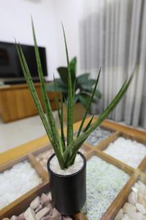 Damdaara Luxury Apartment - 7