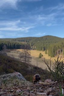 Thüringer Waldchalets - Waldidylle anspruchsvoll genießen - 8