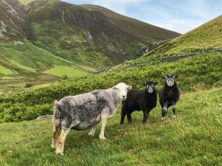 Rebecca Puddle Duck Cottage - 8