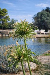 Masseria Cuturi - Manduria - 4