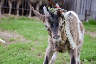 Ferienhaus Pauritschmichl - 5