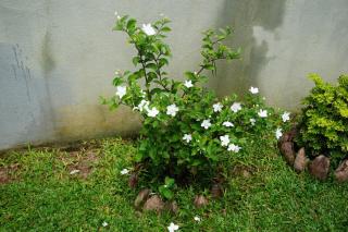 Edelweiss Living Negombo - 5