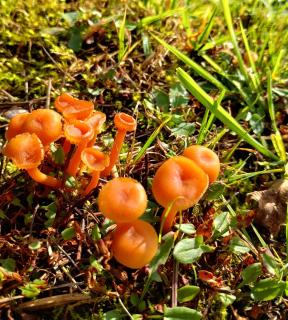 The Chicken House - 3