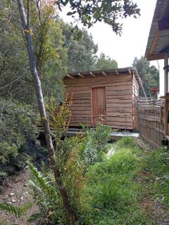 Sueños en el bosque - 4