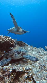 綠島宓宓花園城堡民宿 - 4