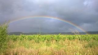 Petit mas en plein vignoble Vallée de l'Hérault - 2