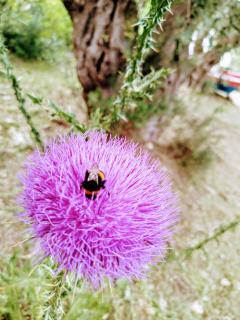 Traditional Guesthouse Erato - 9