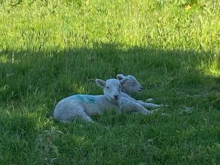 Little Barn, Greendale Farm - 6