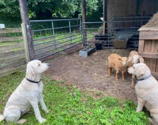 Little Barn, Greendale Farm - 5