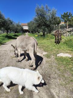 Tapada das Carvalhas - 3