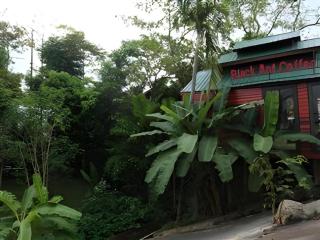 P&P Coffee & Resort Maesariang -  - 5