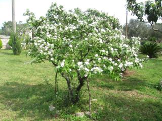 Villa Rita Bed & Breakfast - Campi Salentina - 7