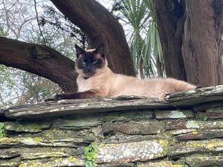 SPRING GARDENS B&B - 9